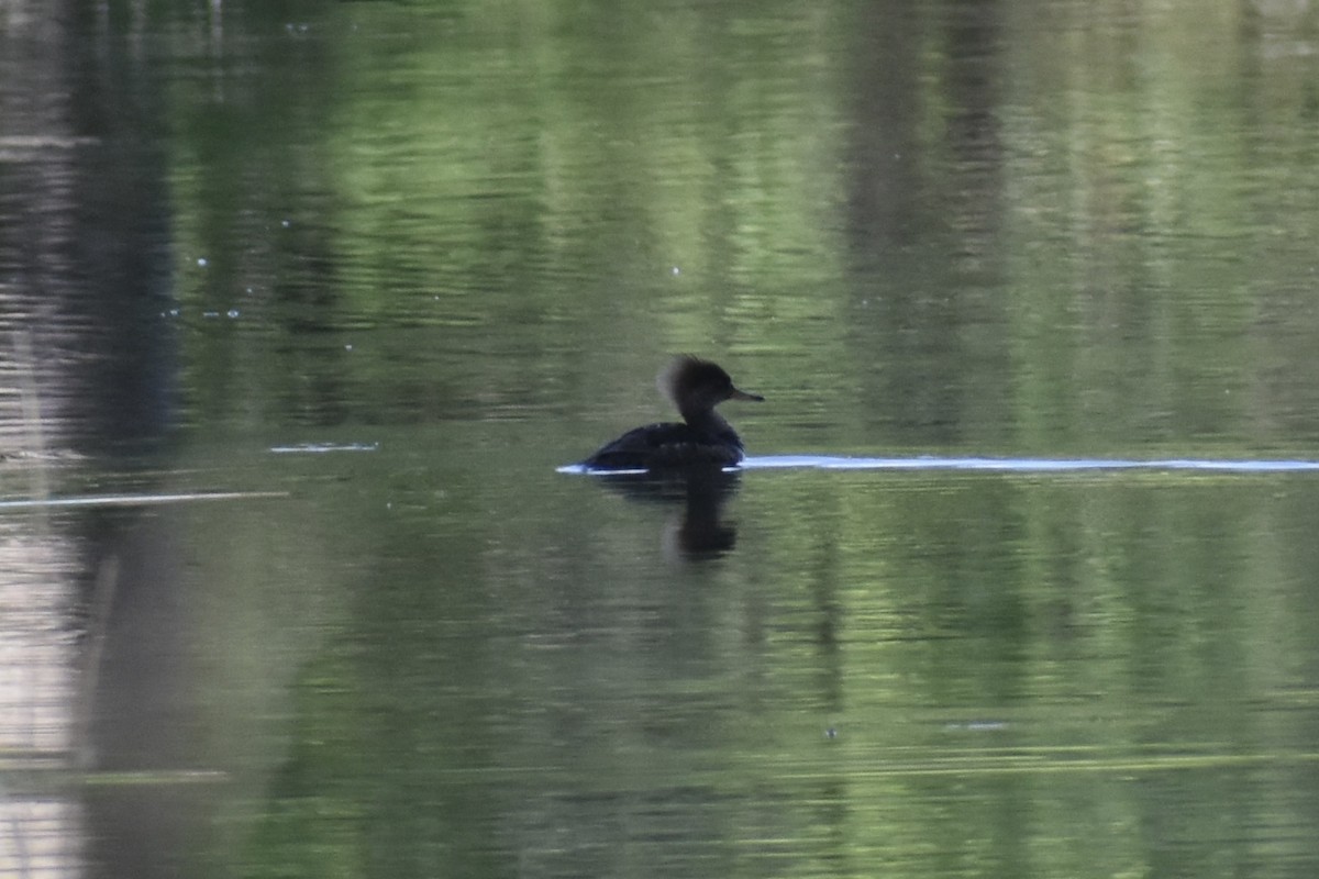 Hooded Merganser - Nathan O'Reilly