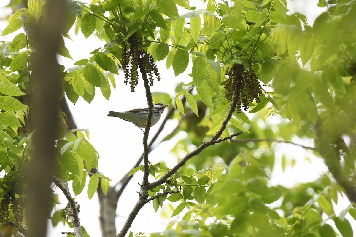 Blackpoll Warbler - ML619251666