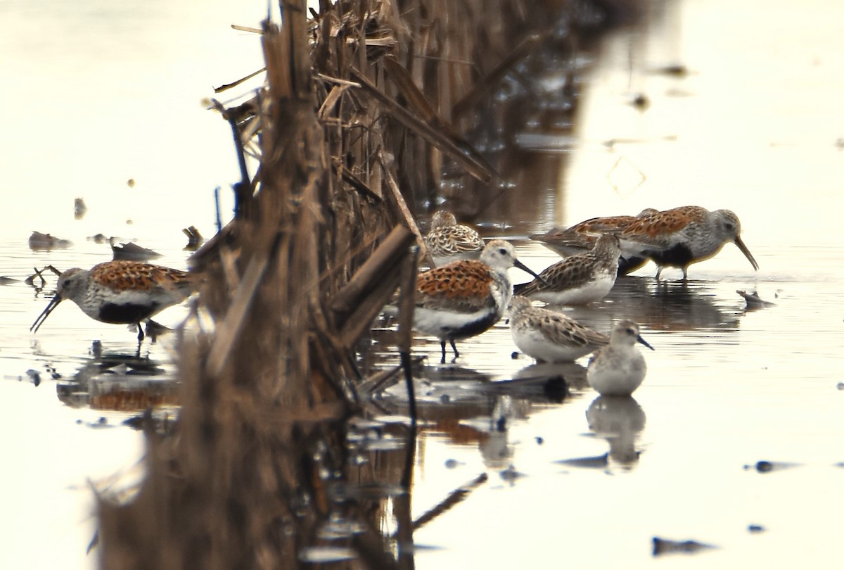 Dunlin - ML619251671