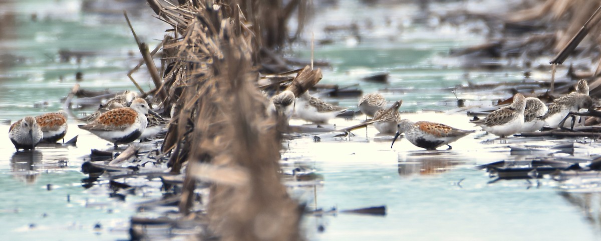 Dunlin - ML619251672