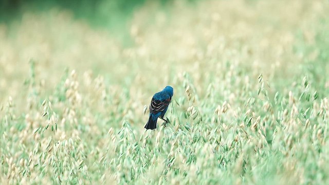 Blue Grosbeak - ML619251682