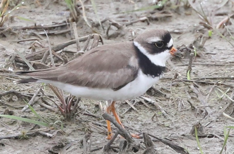 Semipalmated Plover - ML619251683
