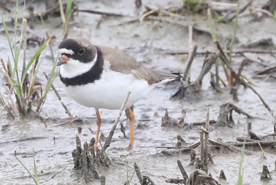 Semipalmated Plover - ML619251684