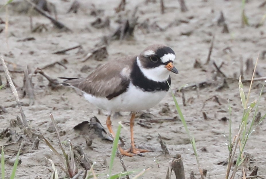 Semipalmated Plover - ML619251685