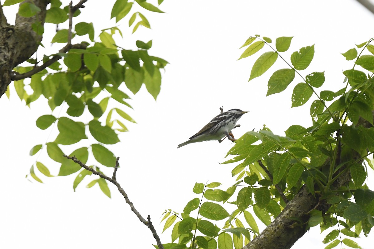 Blackpoll Warbler - joe demko