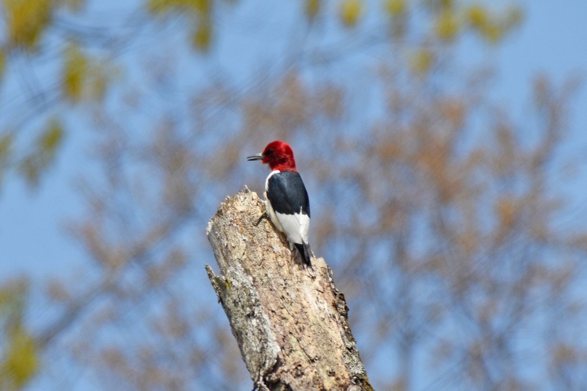 Red-headed Woodpecker - Pamela Scrima