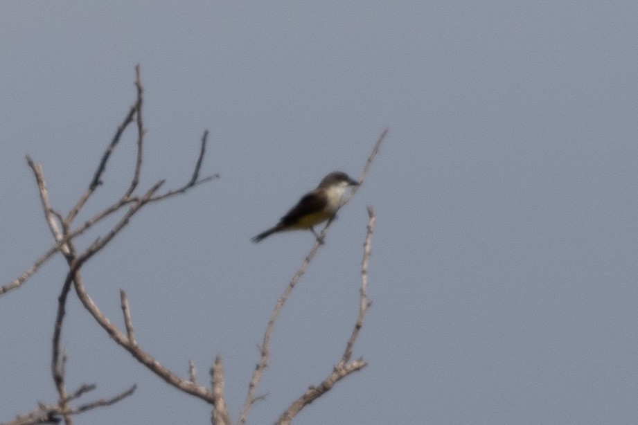 Thick-billed Kingbird - Jodi Boe