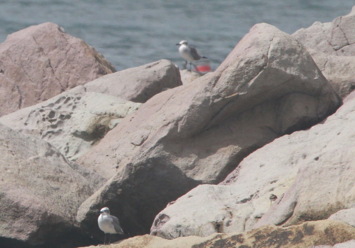 Laughing Gull - Emmanuel Gabriel Rivera