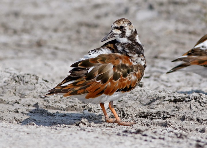 Ruddy Turnstone - ML61925171