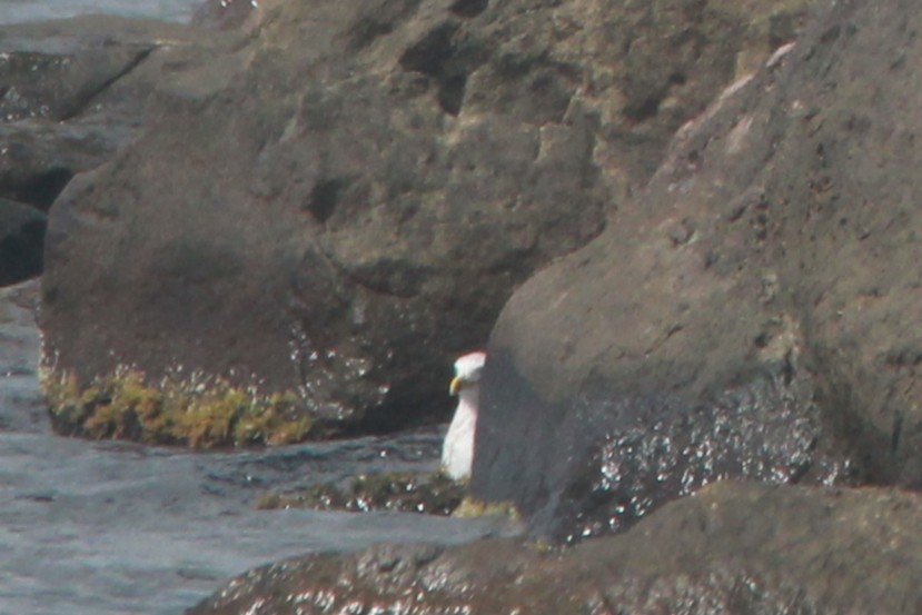 Lesser Black-backed Gull - ML619251710