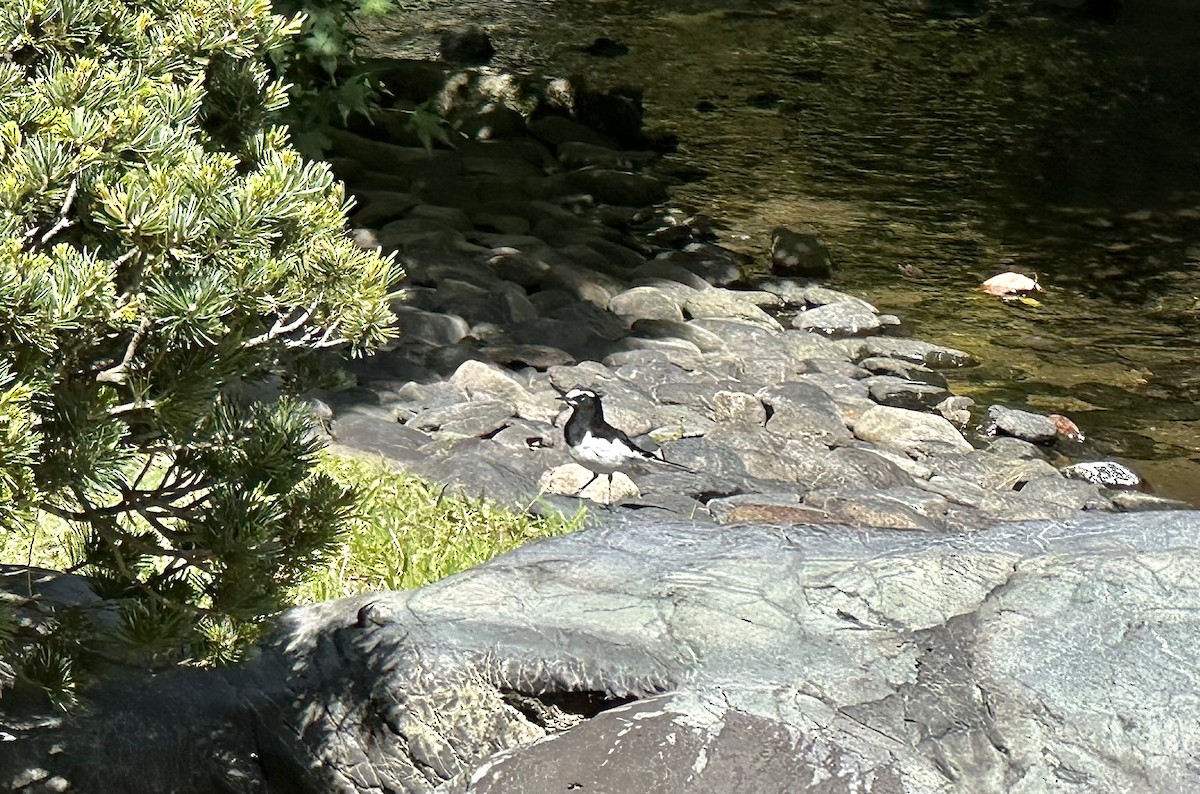 Japanese Wagtail - Alex Lin-Moore