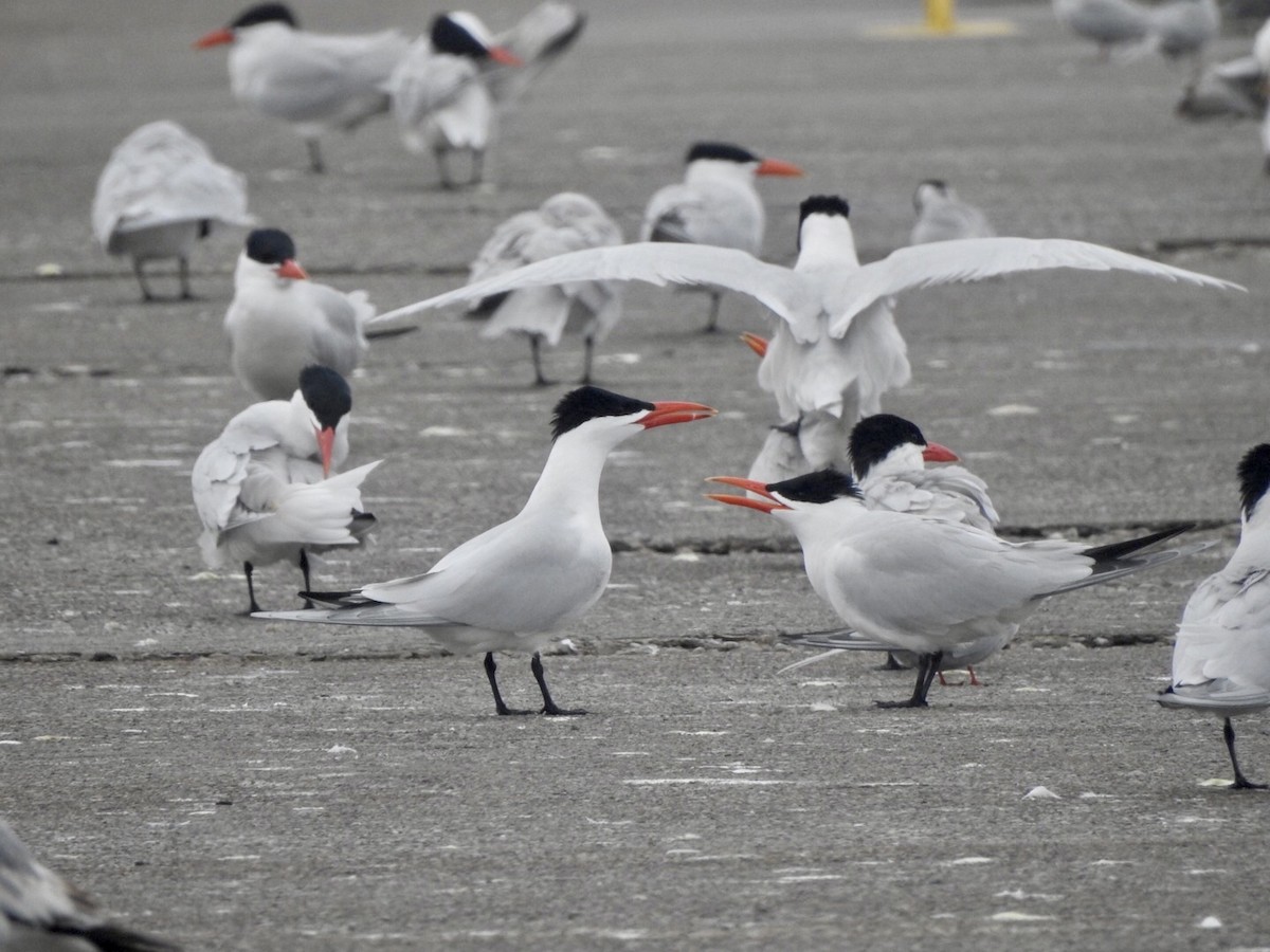 Caspian Tern - Anita Hooker