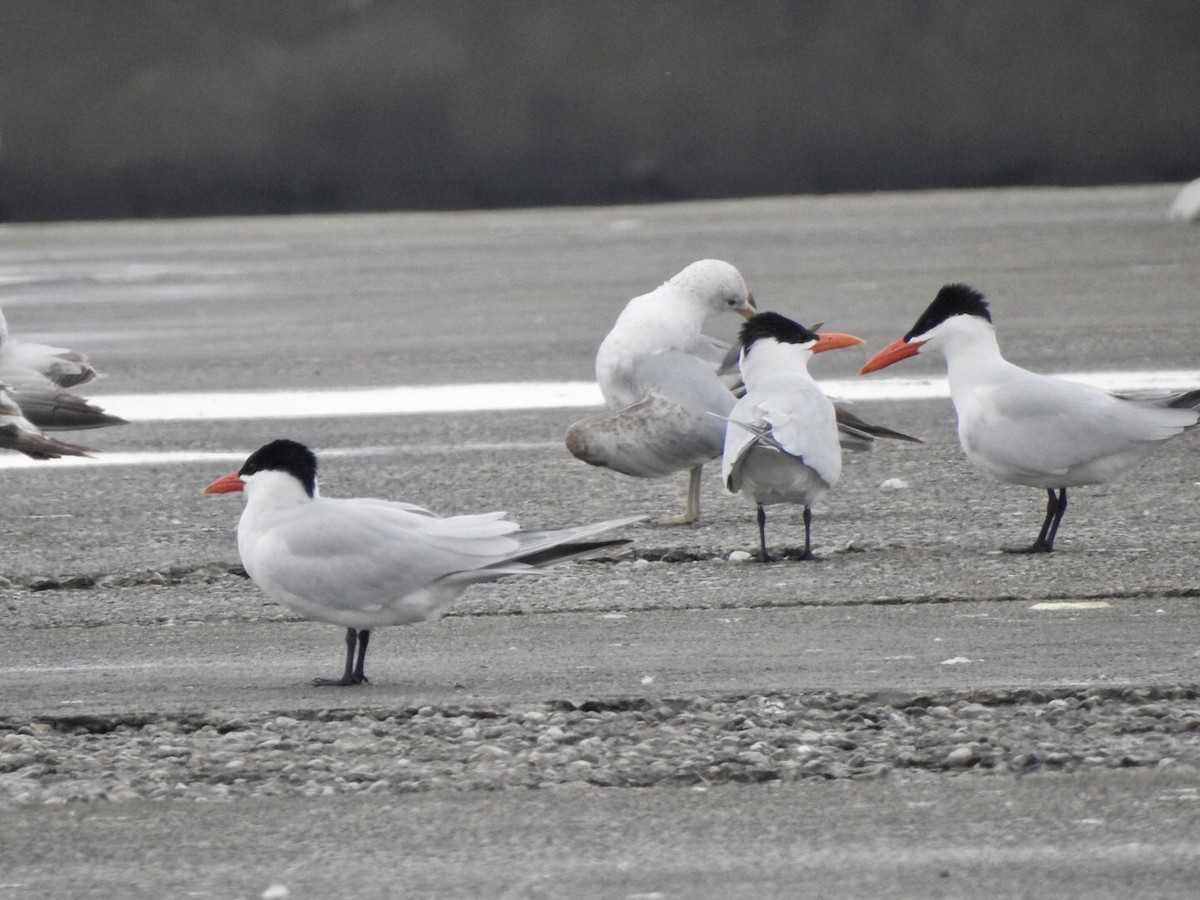 Caspian Tern - Anita Hooker