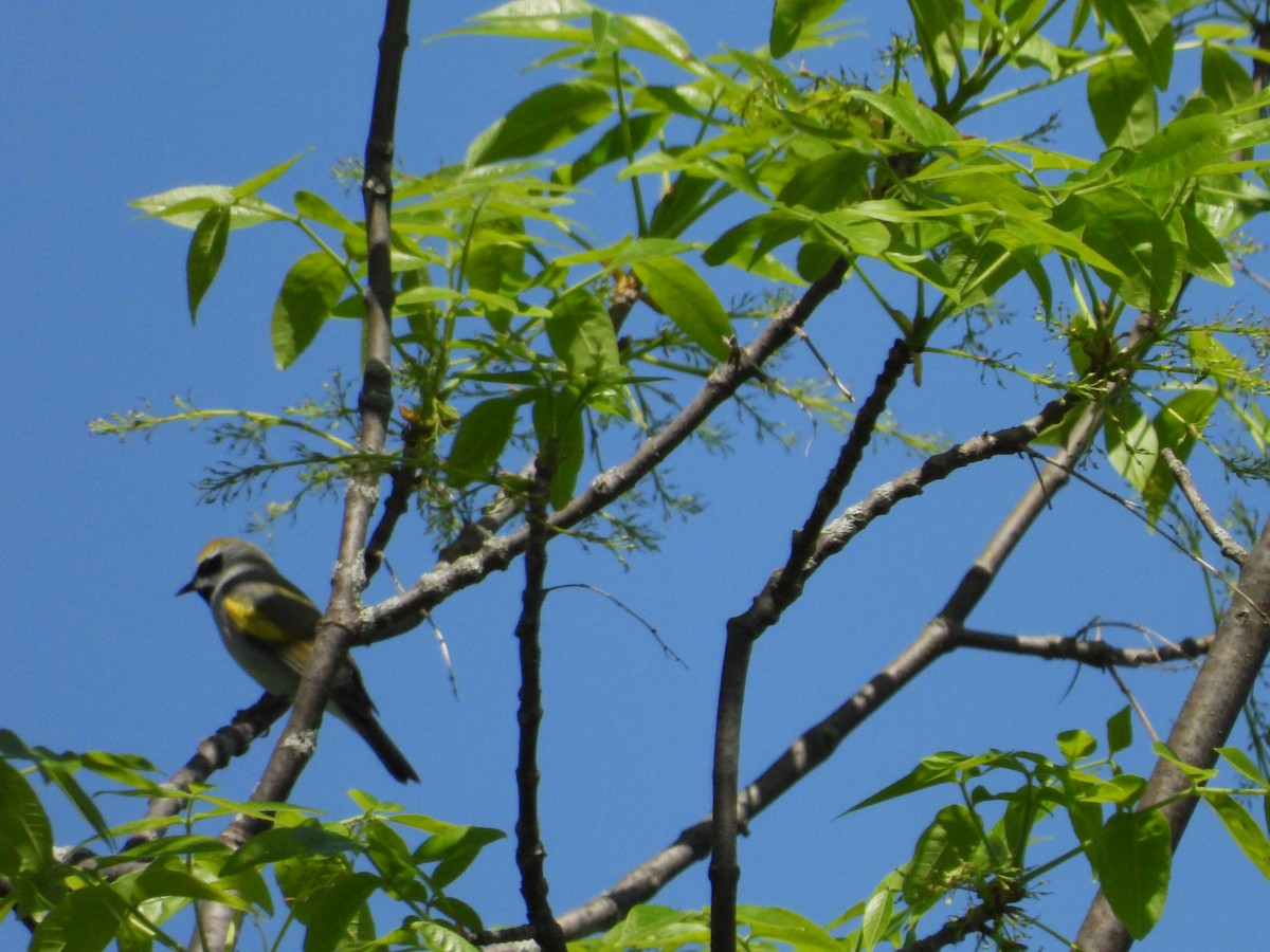 Golden-winged Warbler - Jean W. Côté