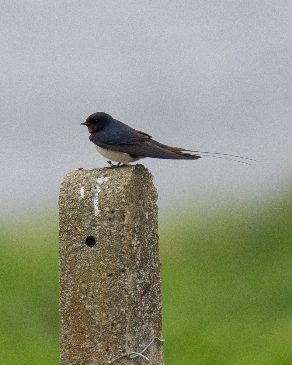 Barn Swallow - ML619251734