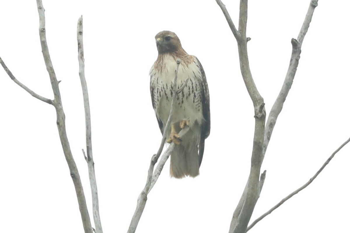 Red-tailed Hawk - ML619251748