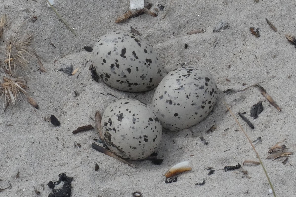 American Oystercatcher - Anonymous