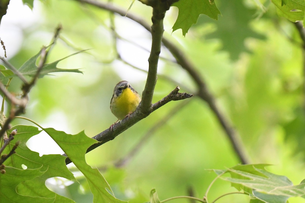 new world warbler sp. - joe demko