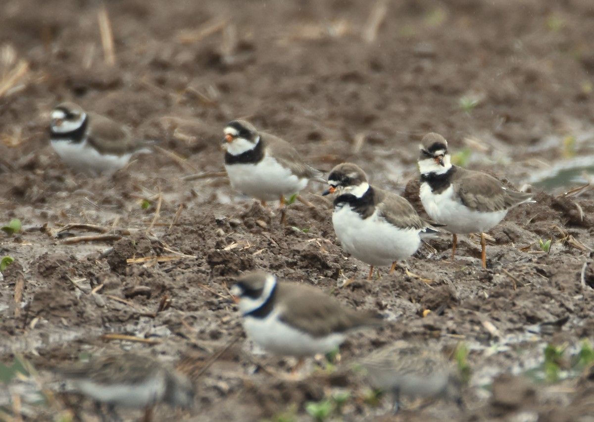 Semipalmated Plover - ML619251761