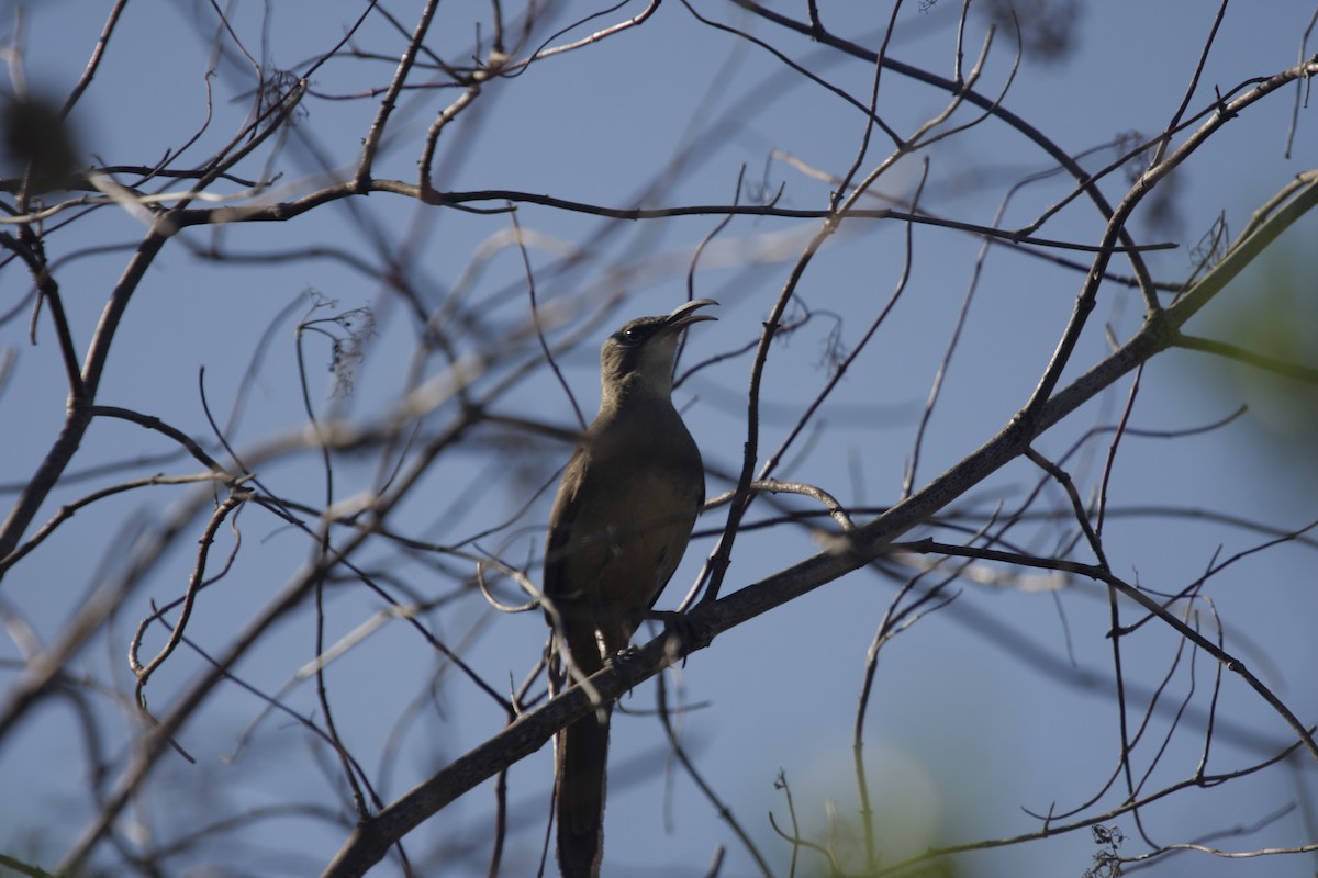 California Thrasher - William Clark