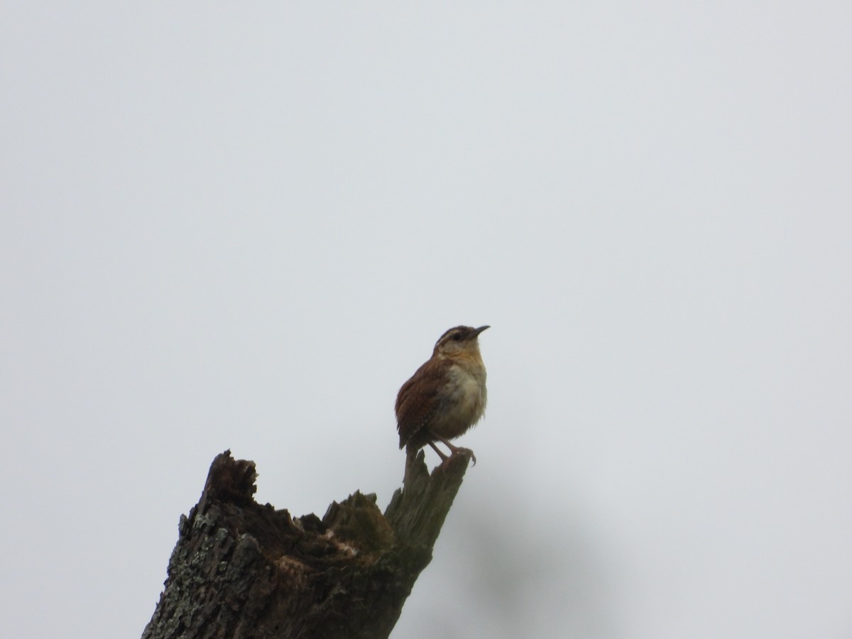 Carolina Wren - David Gravermoen