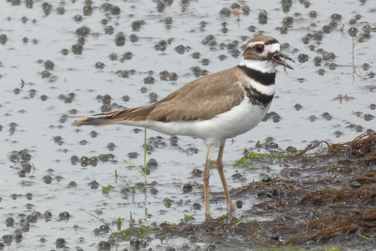 Killdeer - Anonymous