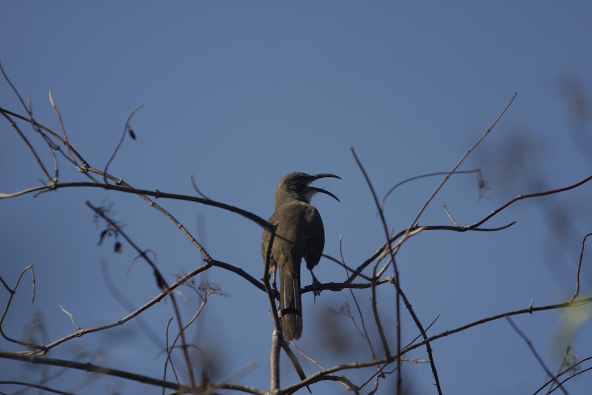 California Thrasher - William Clark