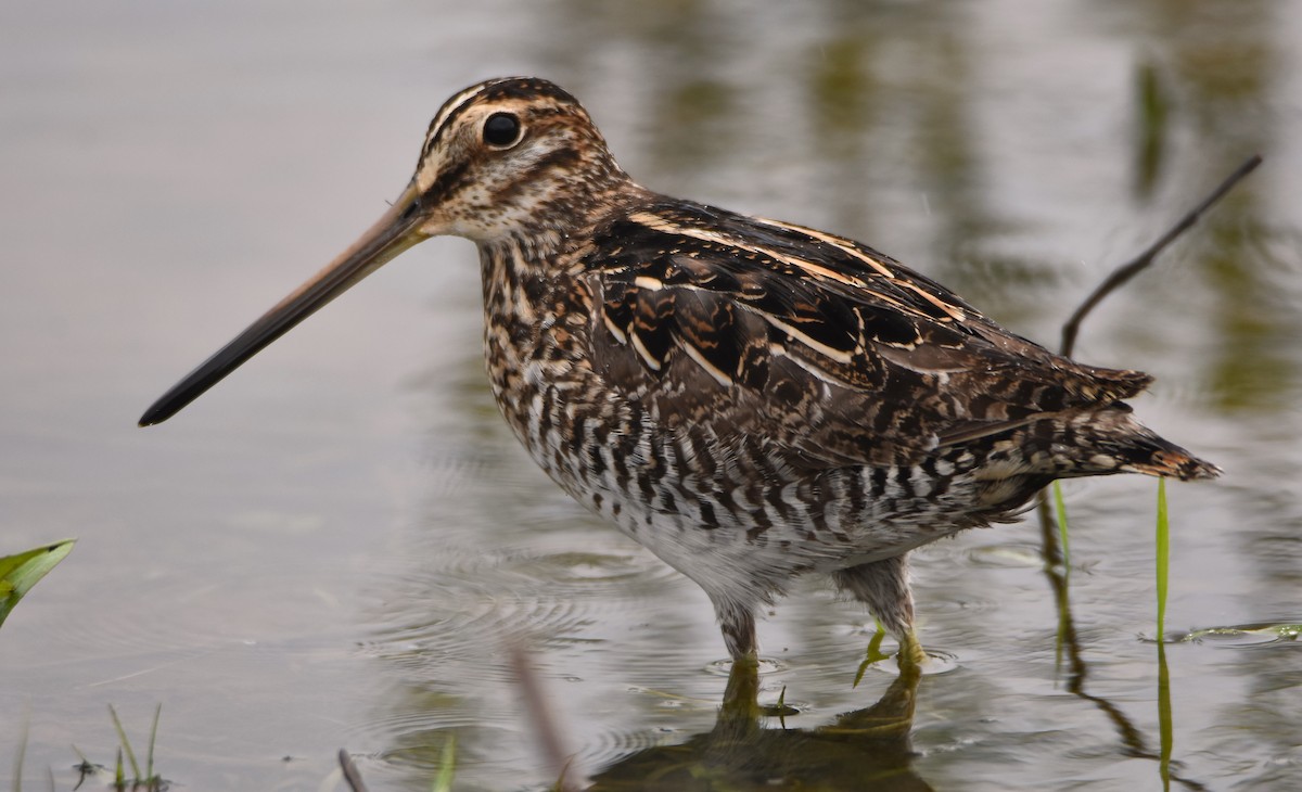 Wilson's Snipe - ML619251785