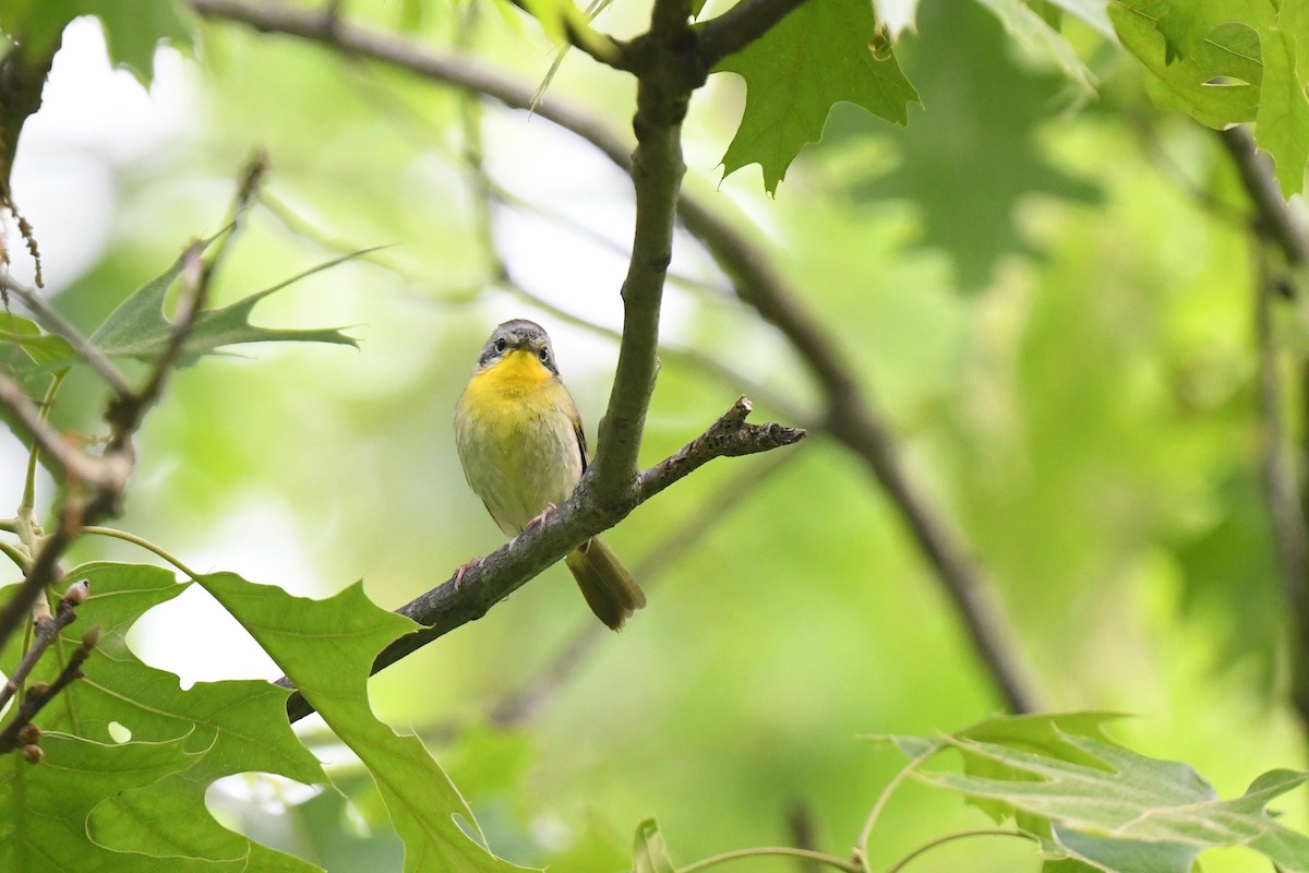 new world warbler sp. - joe demko