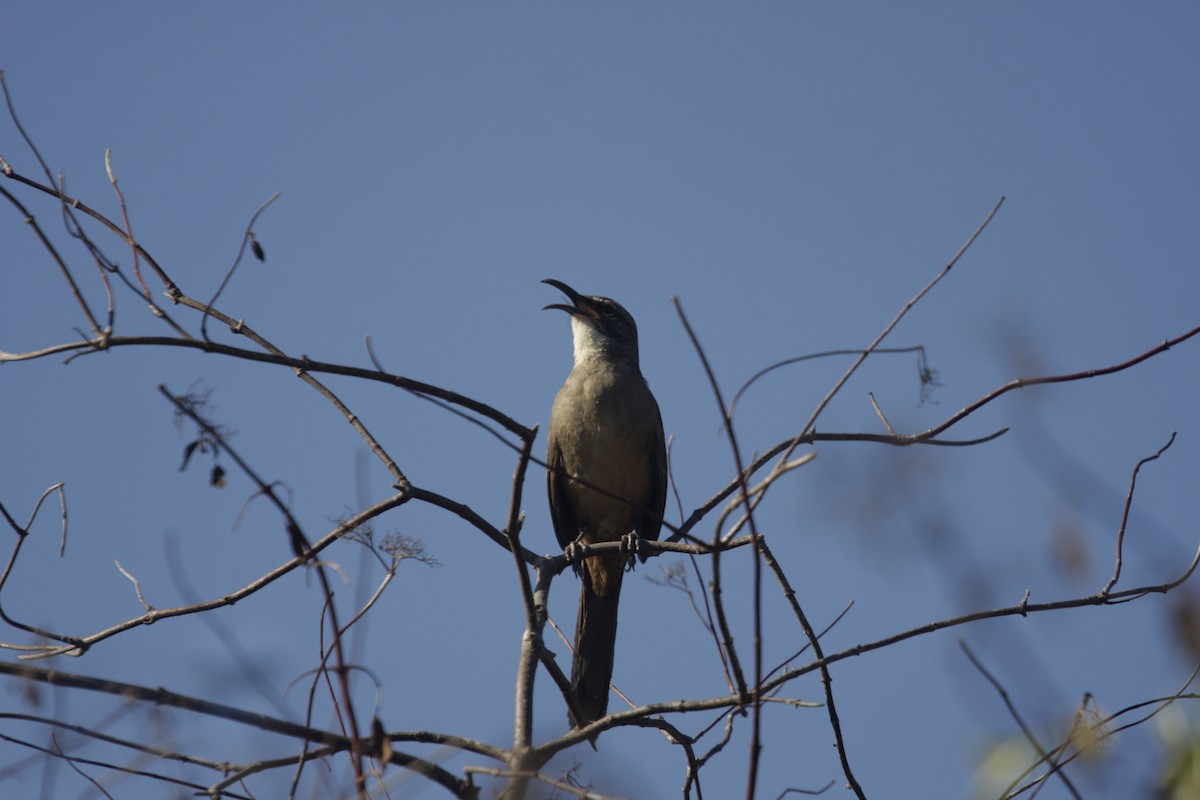 California Thrasher - William Clark