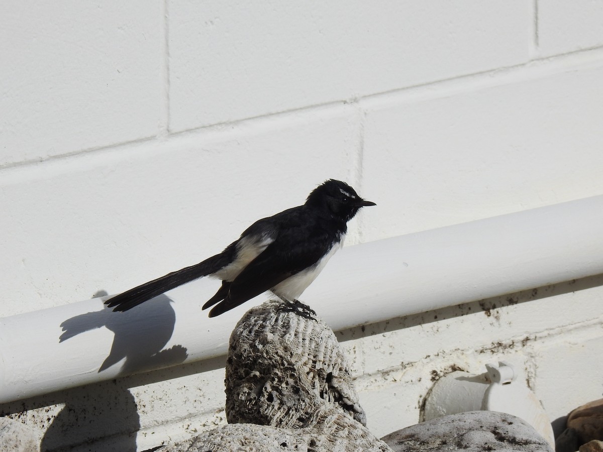 Willie-wagtail - Monica Mesch