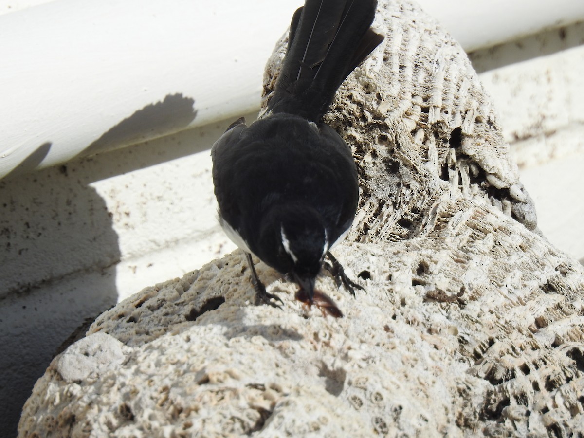 Willie-wagtail - Monica Mesch