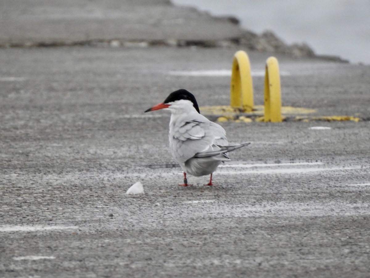 Common Tern - Anita Hooker