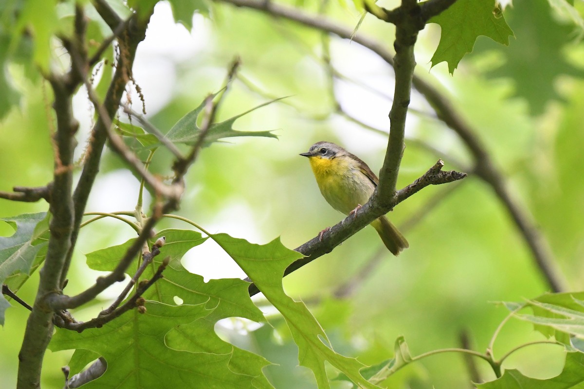 new world warbler sp. - joe demko