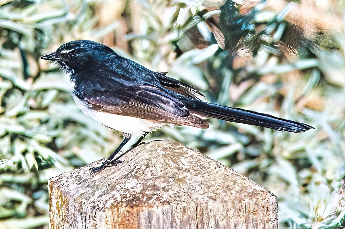 Willie-wagtail - Alfons  Lawen