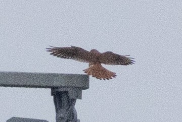 American Kestrel - Patrick Addy