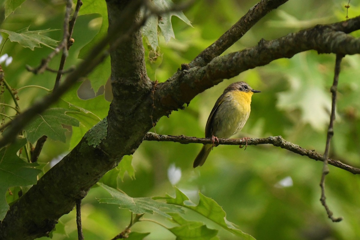 new world warbler sp. - joe demko