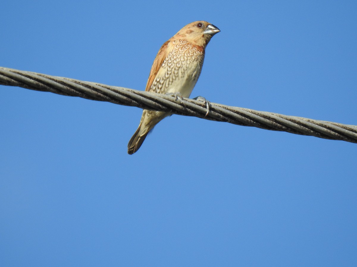 Scaly-breasted Munia - Monica Mesch