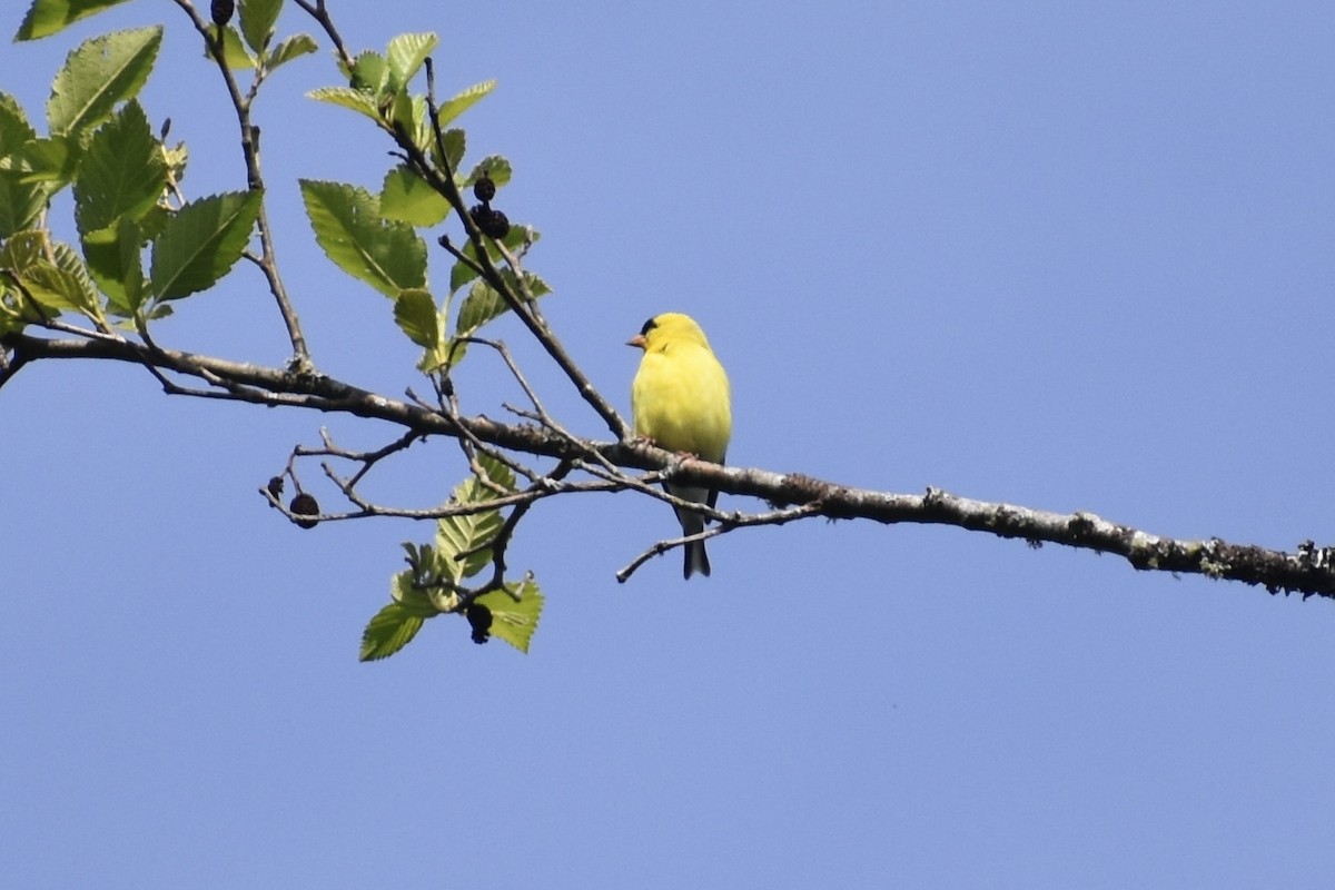 American Goldfinch - Nathan O'Reilly