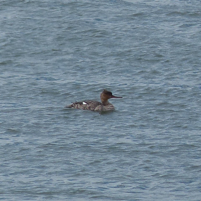 Red-breasted Merganser - ML619251823