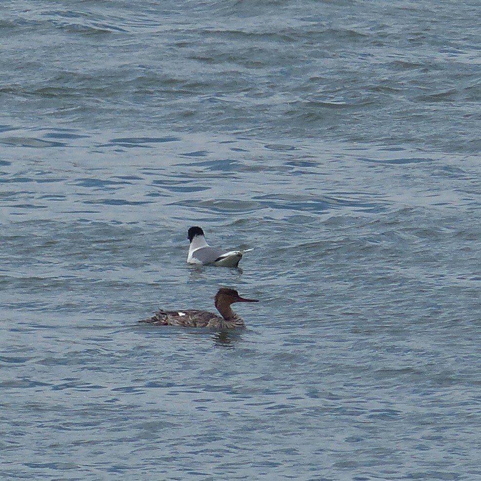 Red-breasted Merganser - ML619251824