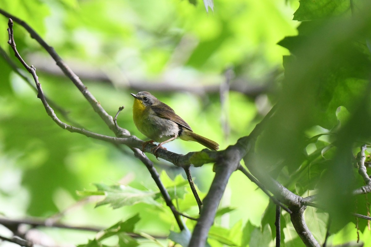 new world warbler sp. - joe demko