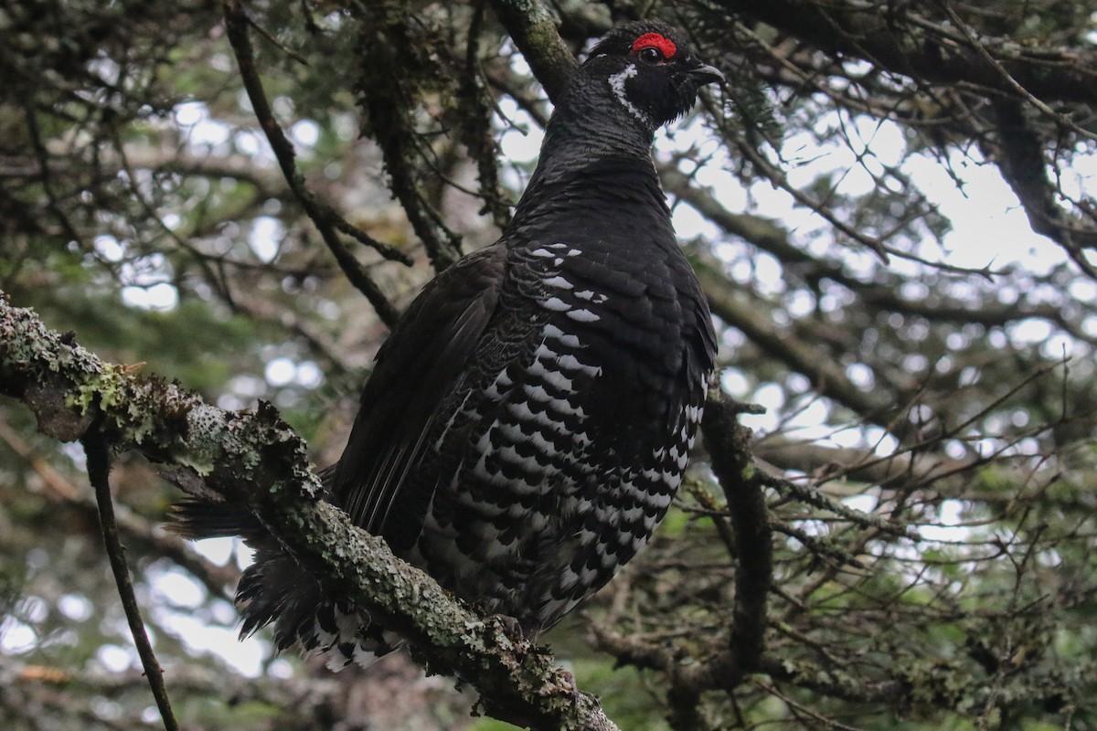 Spruce Grouse - ML619251839