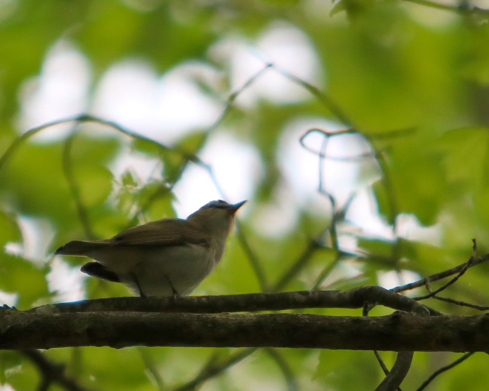 Red-eyed Vireo - Tom Fesolowich