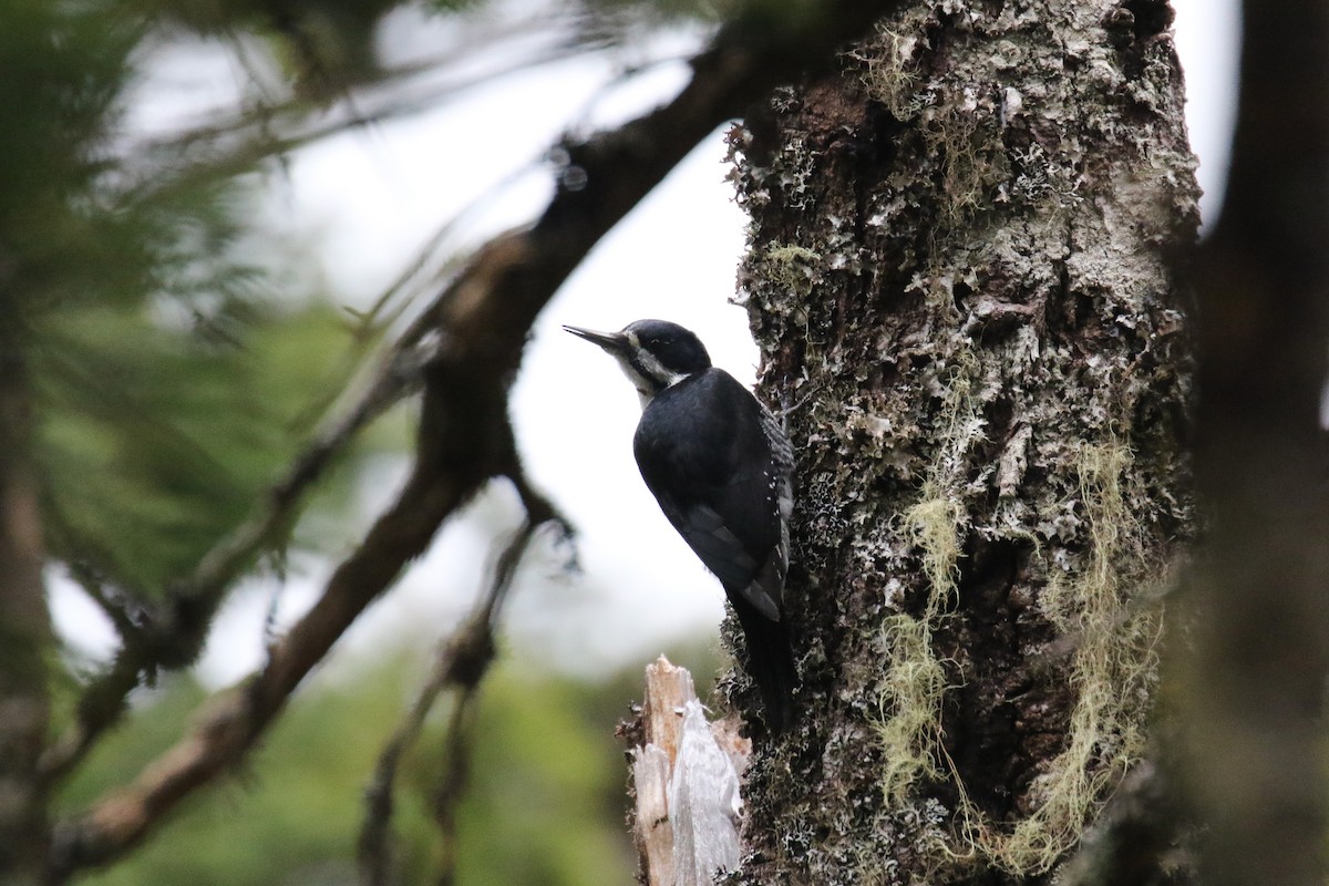 Black-backed Woodpecker - ML619251850