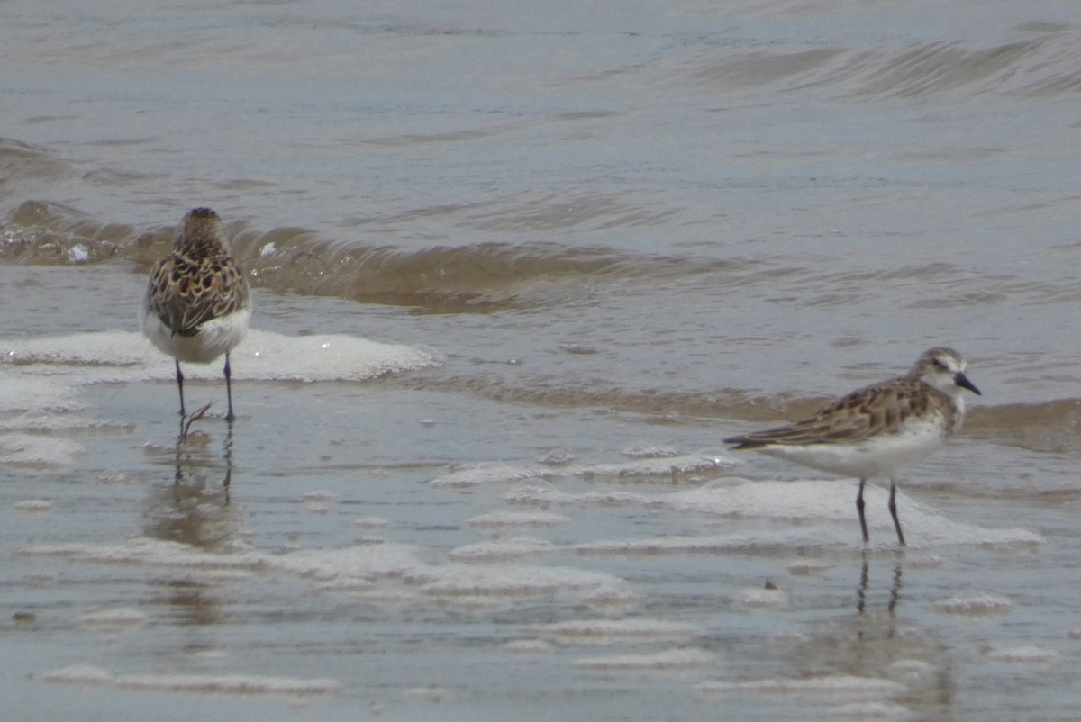 Semipalmated Sandpiper - Anonymous