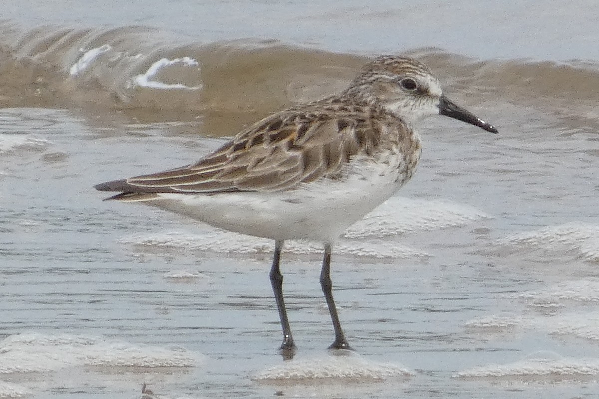 Semipalmated Sandpiper - Anonymous