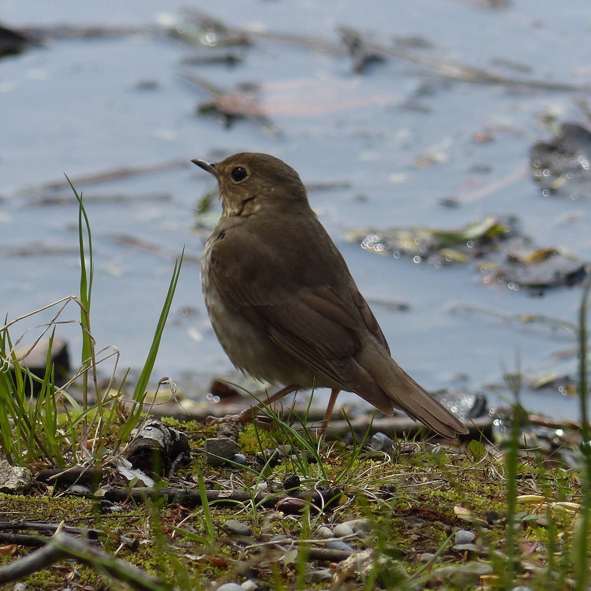 Swainson's Thrush - ML619251860