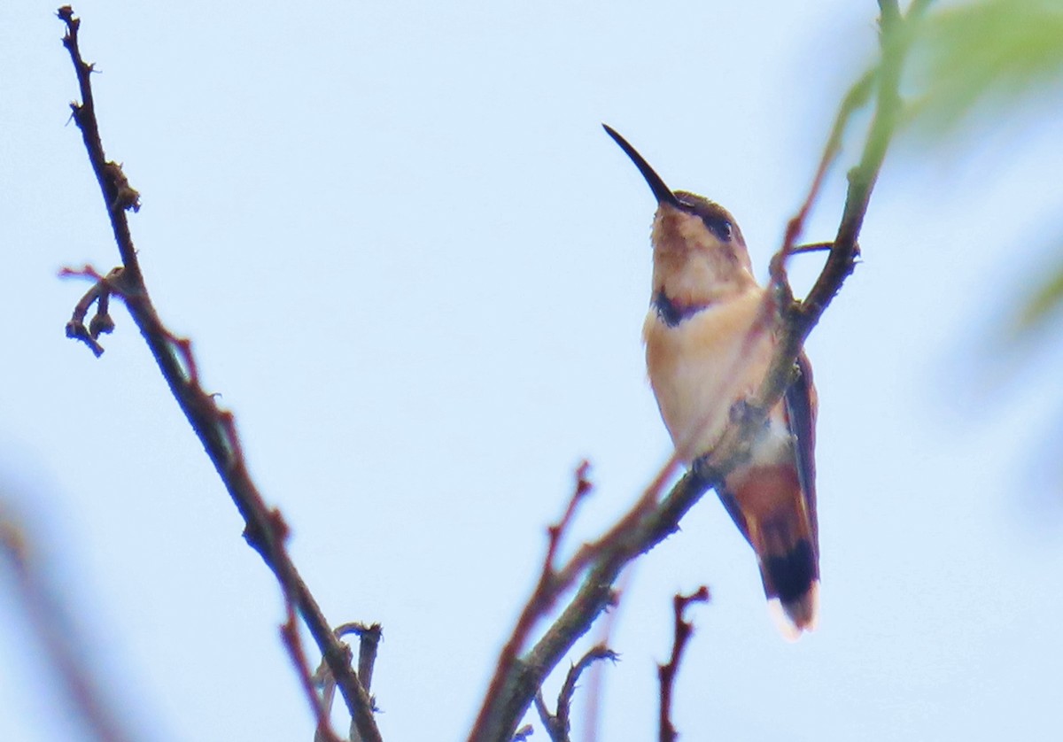 Colibri à queue singulière - ML619251876