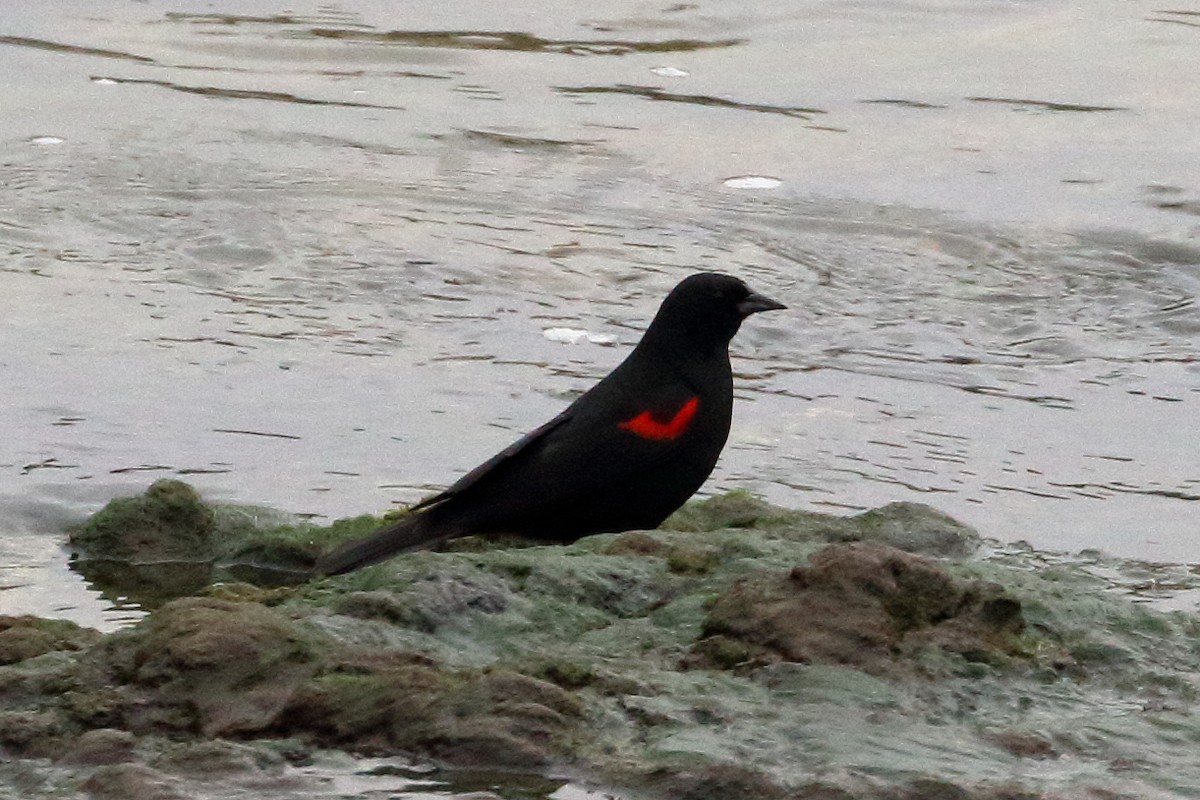 Red-winged Blackbird - Jeffrey Fenwick